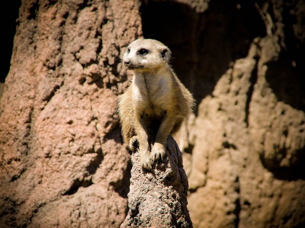 Meerkat at Cleveland MetroParks Zoo
